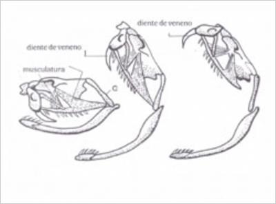 SERPIENTES VENENOSAS B37_estrcturaoseadelaserpiente